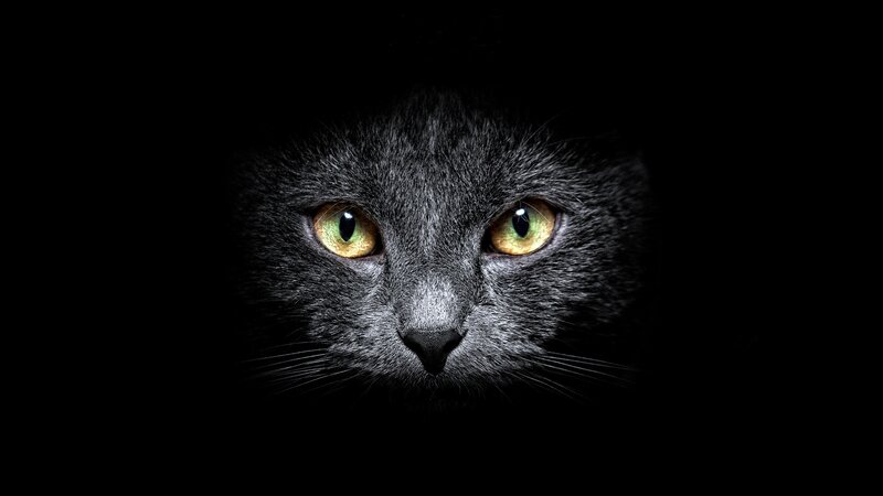 Gray Cat Face — Black, Dramatic, Night