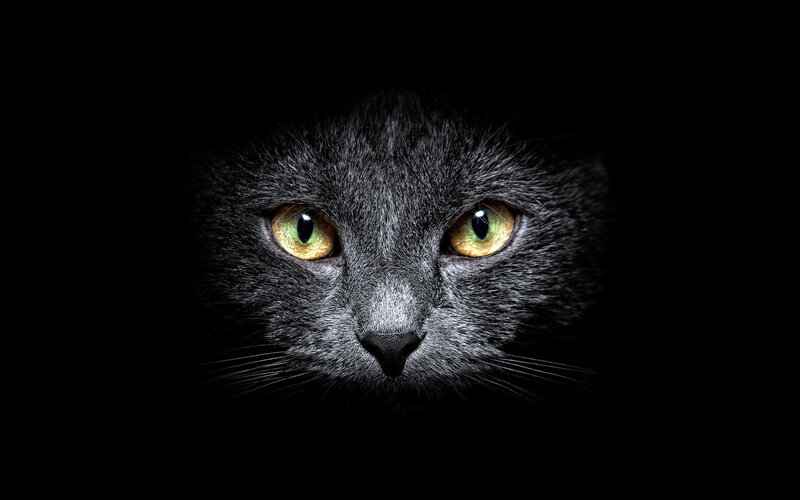 Gray Cat Face — Black, Dramatic