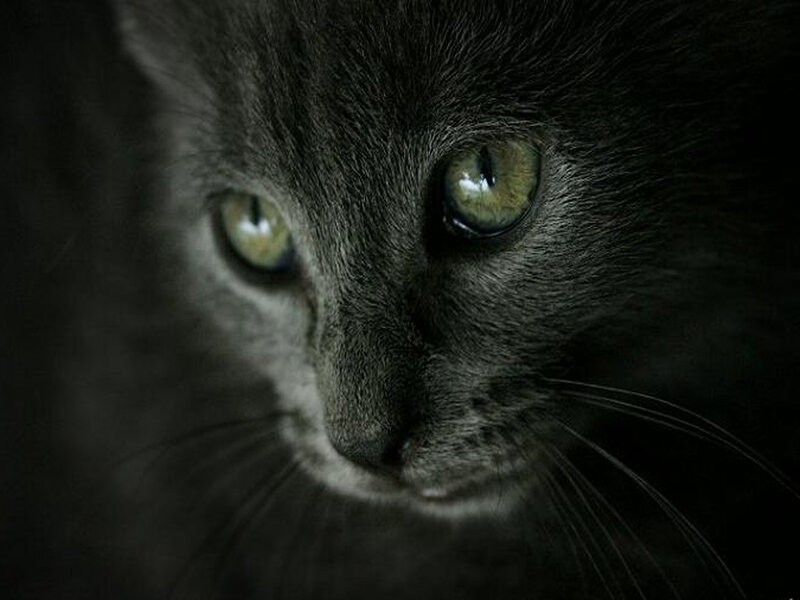 Gray Cat Face — Black