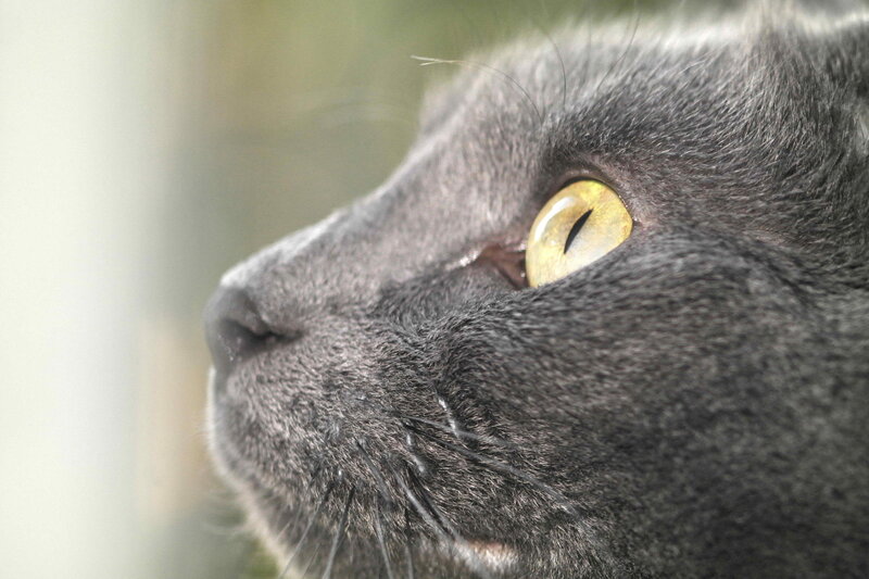 Gray Cat Face — Calm, Photograph, Eye