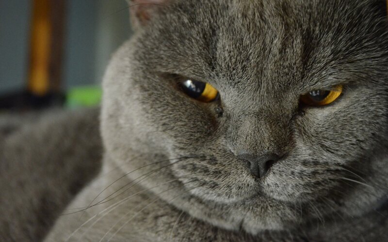 Gray Cat Face — Calm, Photograph, Eyes, Whiskers