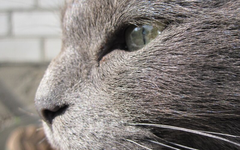Gray Cat Face — Calm, Photograph