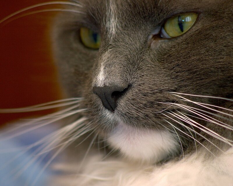 Gray Cat Face — Calm, Photograph, Whiskers