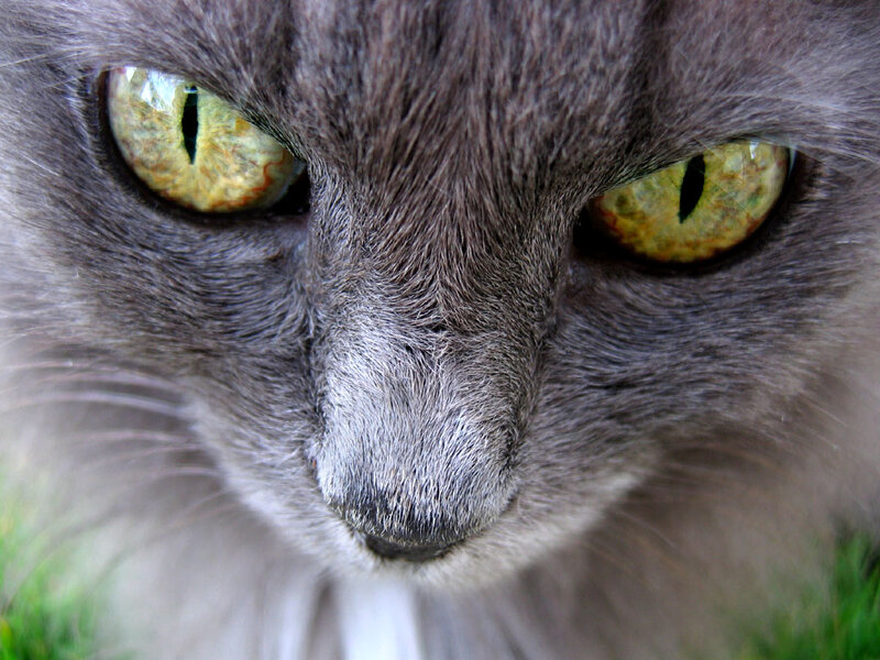 Gray Cat Face — Intense, Afternoon