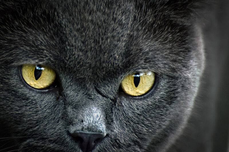 Gray Cat Face — Intense, Photograph, Eyes, Fur