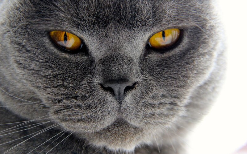 Gray Cat Face — Intense, Photograph, Eyes