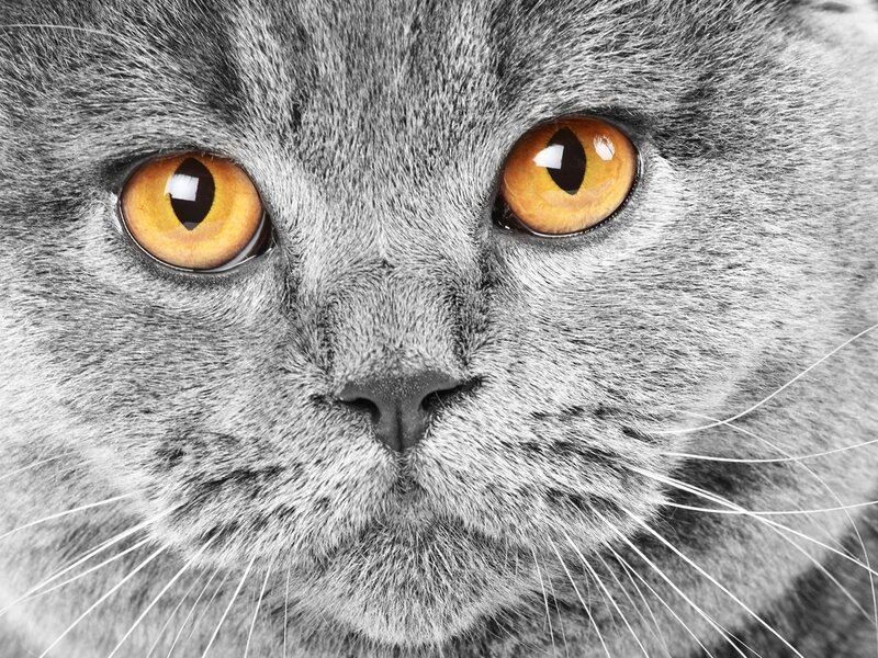 Gray Cat Face — Intense, Photograph