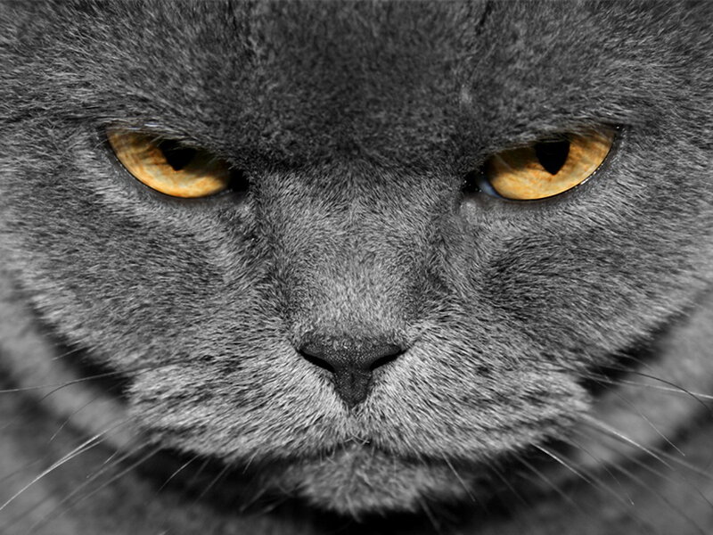 Gray Cat Face — Intense