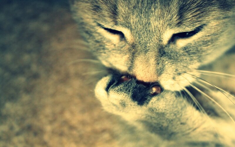 Gray Cat Grooming — Calm
