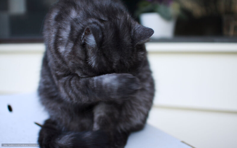 gray cat grooming itself