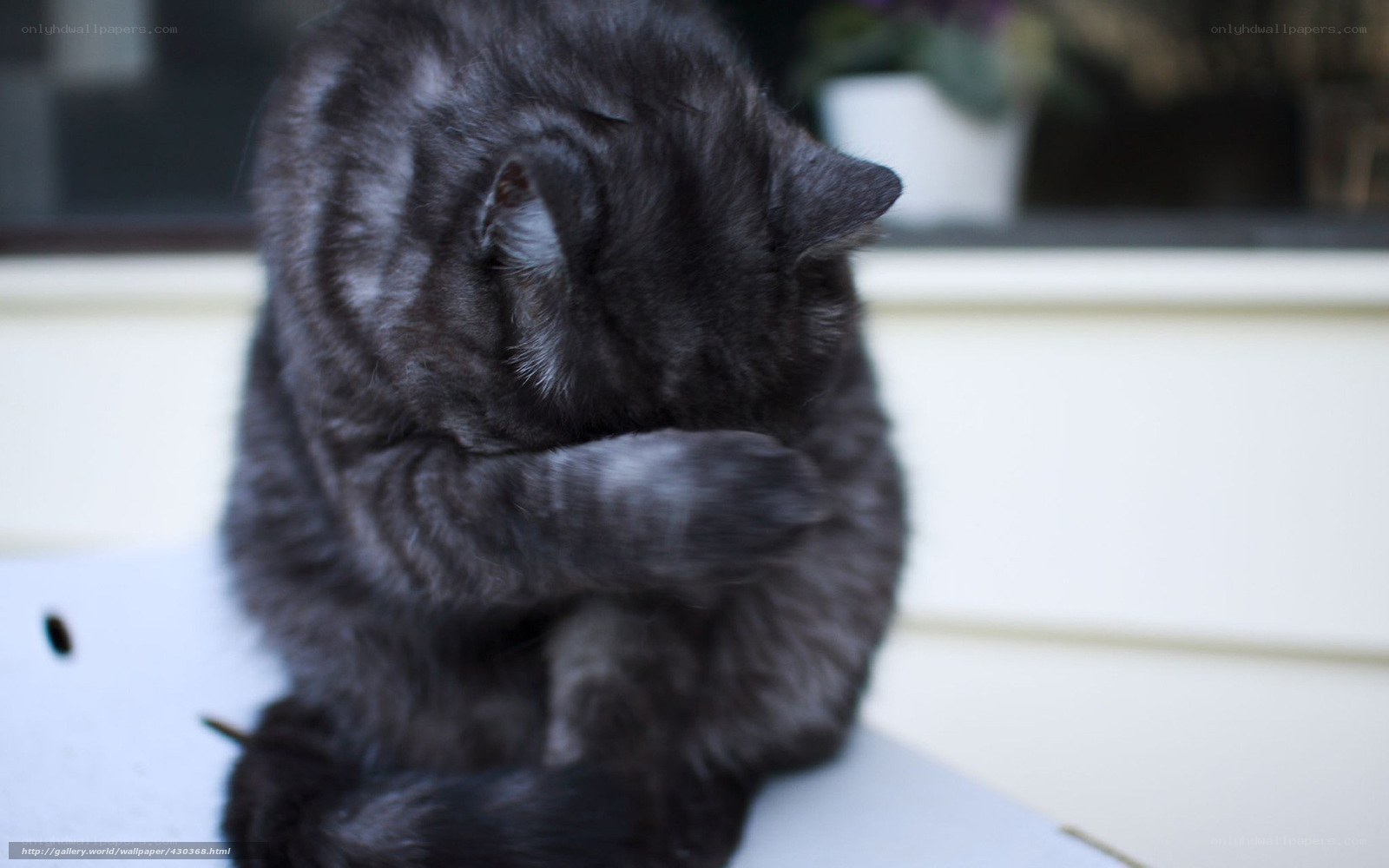 gray cat grooming itself