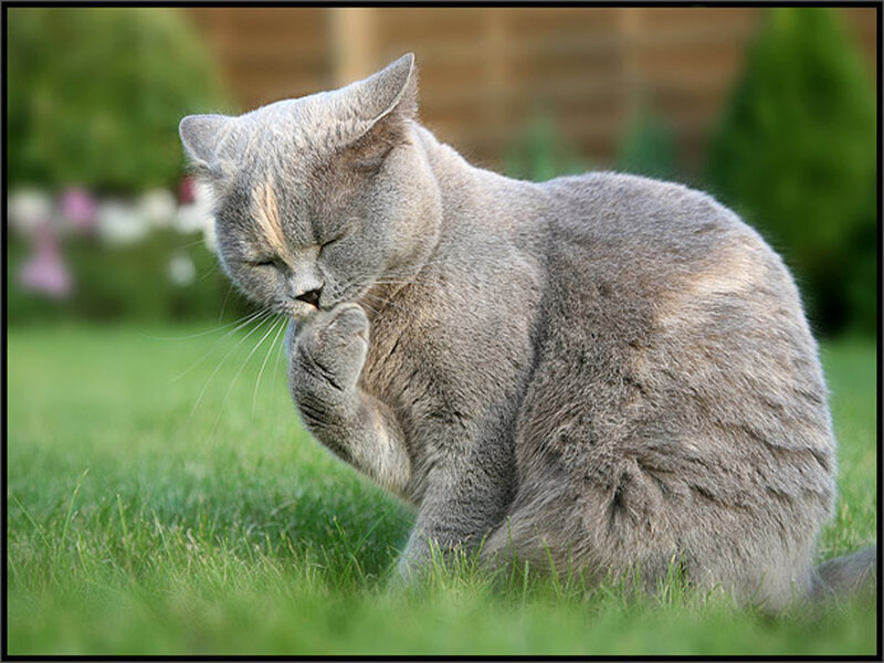 Gray Cat Grooming