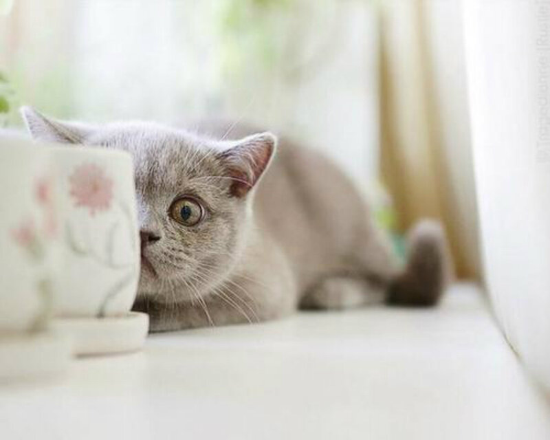 Gray Cat Hiding — Curious