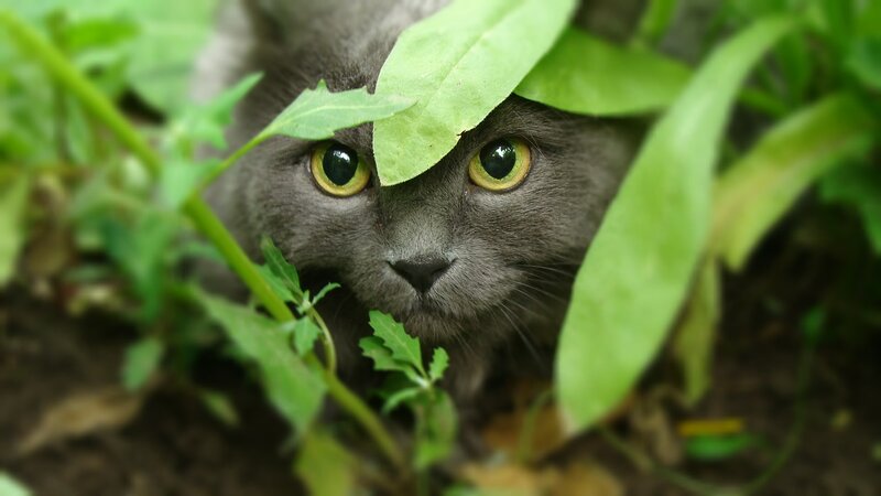 gray cat hiding in plants