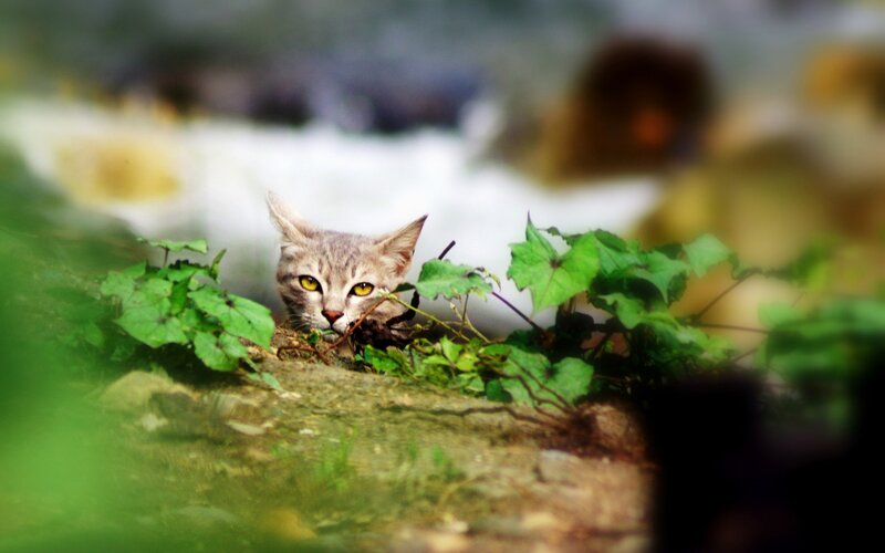 Gray Cat Hiding