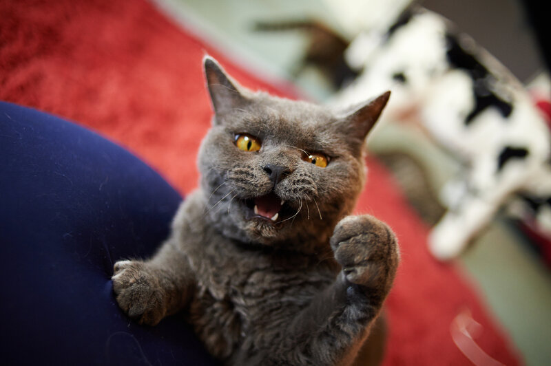 Gray Cat Hissing