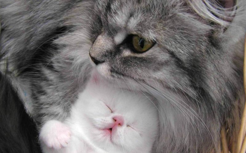 Gray Cat Holding Kitten