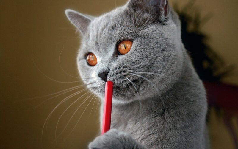 Gray Cat Holding Pencil — Curious, Photograph