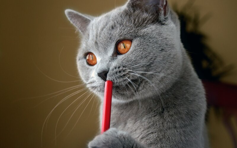 Gray Cat Holding Pencil — Curious, Photograph, Whiskers, Eyes