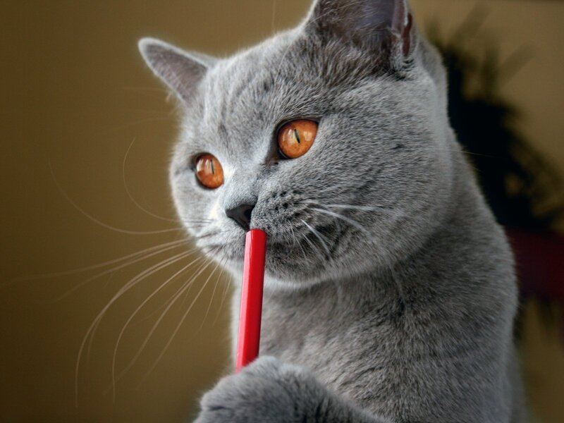 Gray Cat Holding Pencil