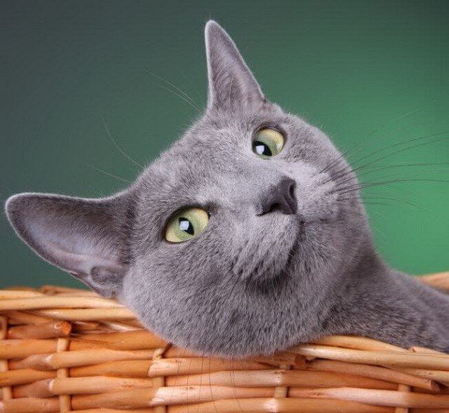 gray cat in a basket