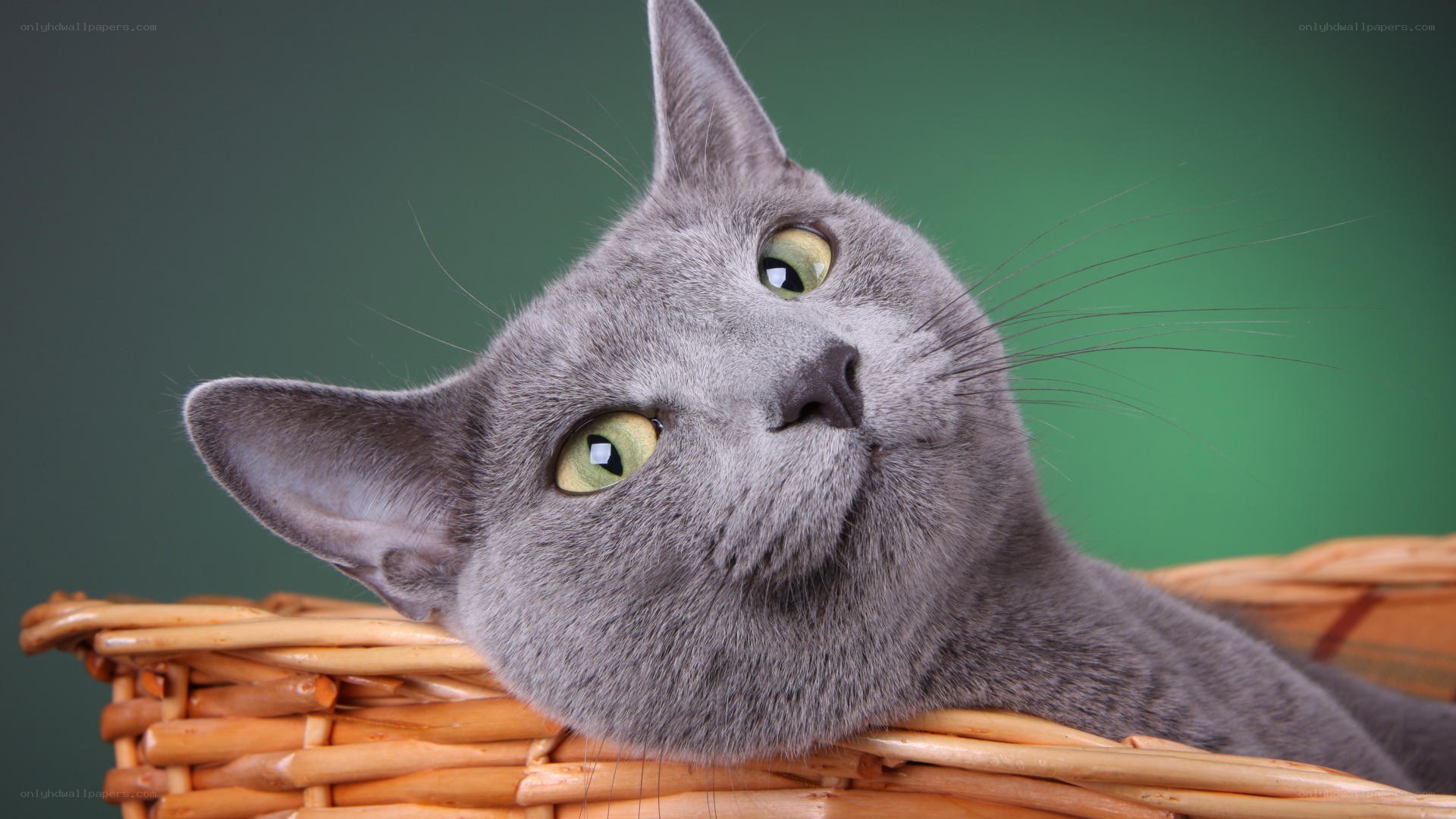 gray cat in a basket