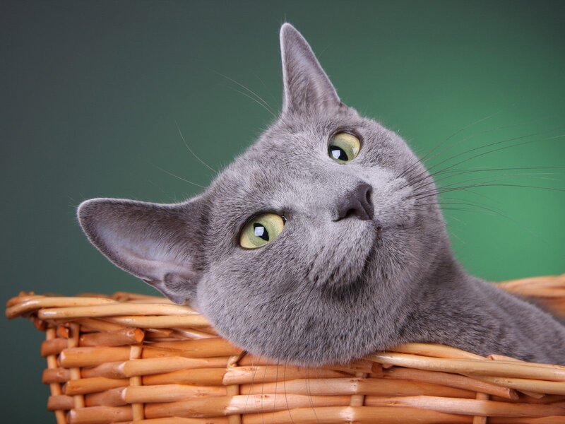 gray cat in a basket