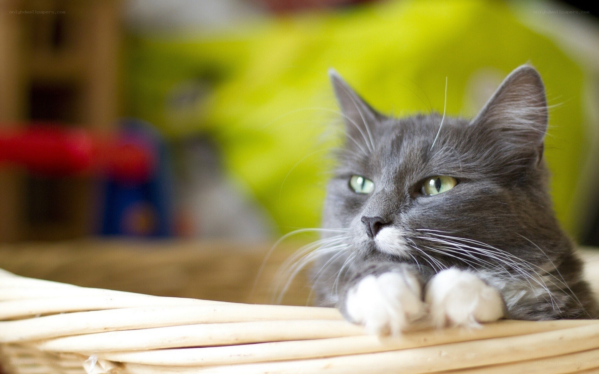 gray cat in a basket