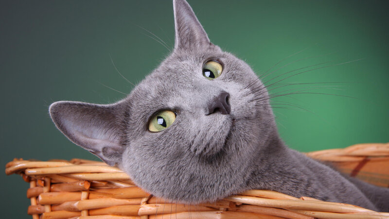 gray cat in a basket