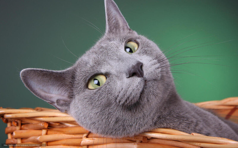 gray cat in a basket