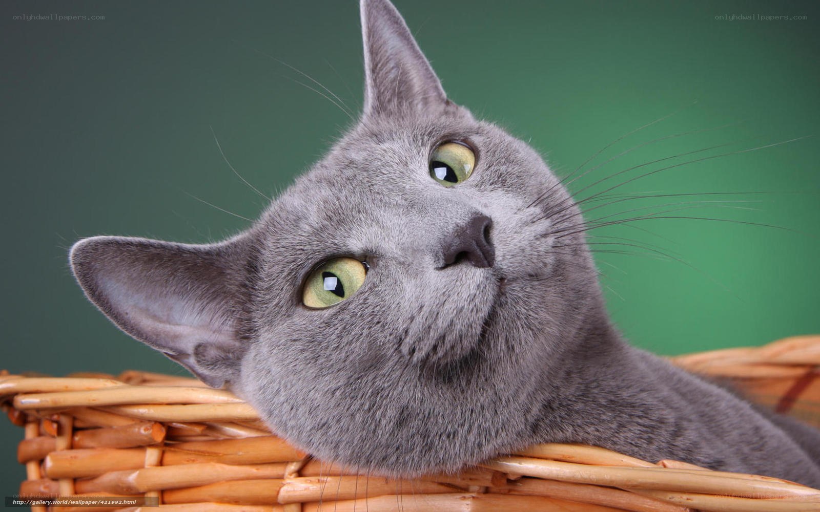 gray cat in a basket
