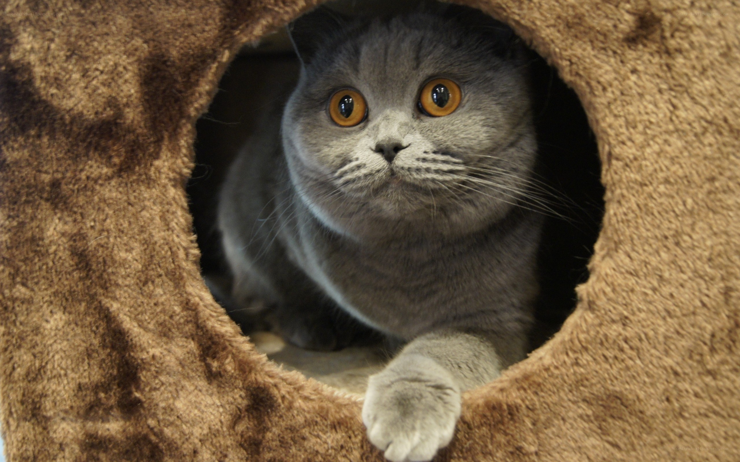 gray cat in a cat house