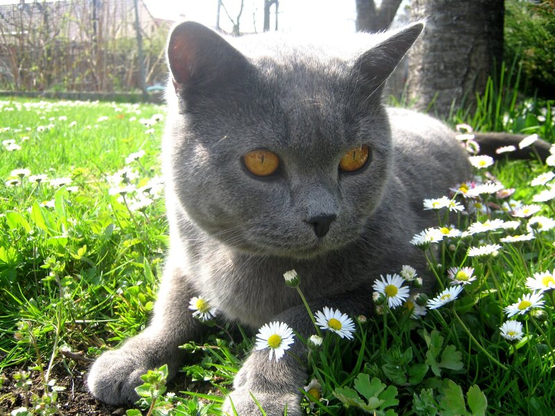 Gray cat in a daisy field