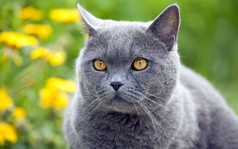 gray cat in a garden