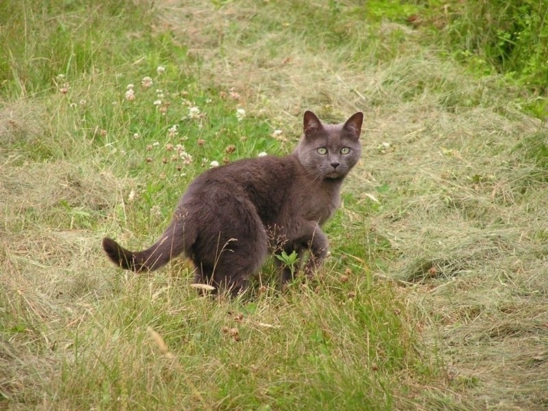 gray cat in a grassy field