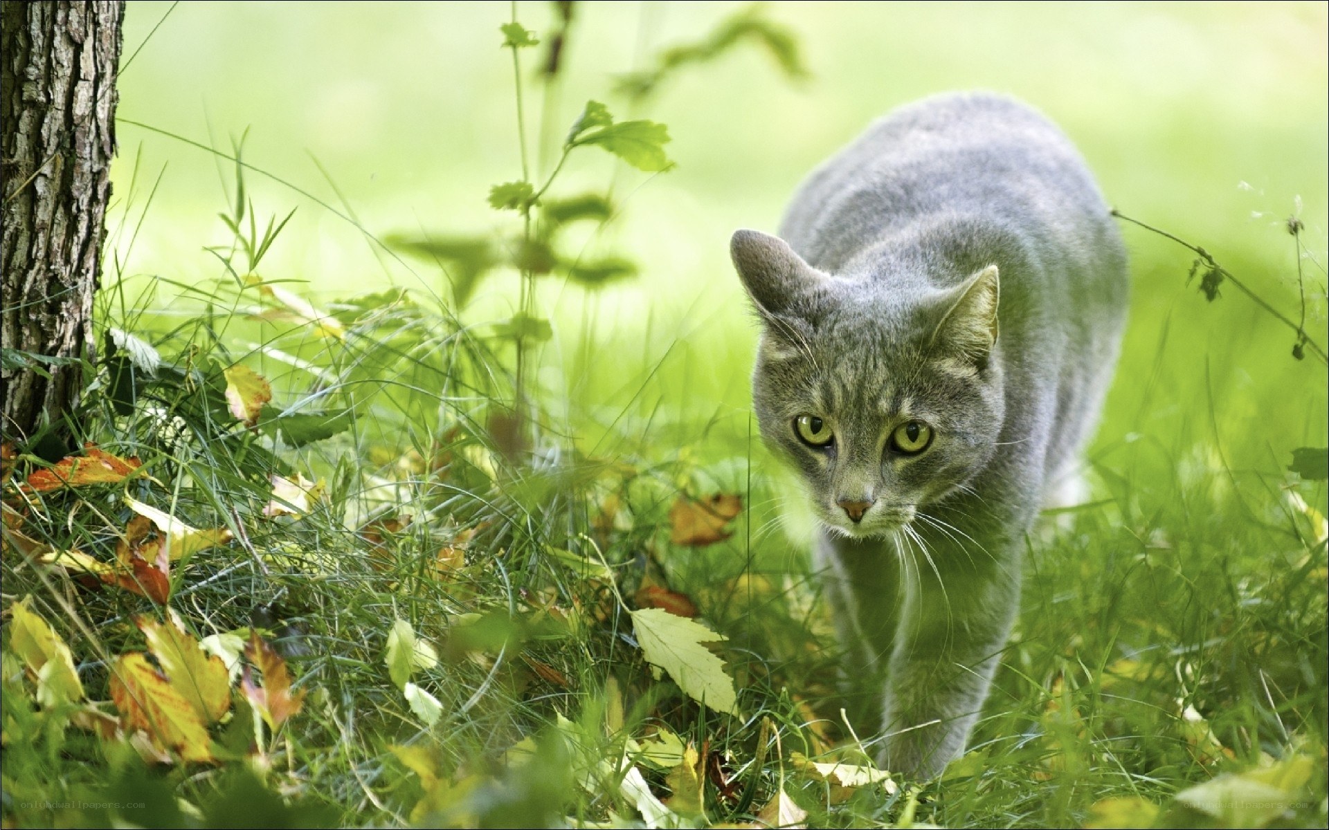 Gray cat in a grassy field