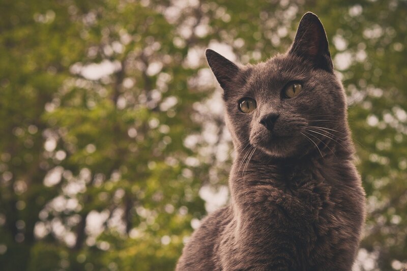 gray cat in a park
