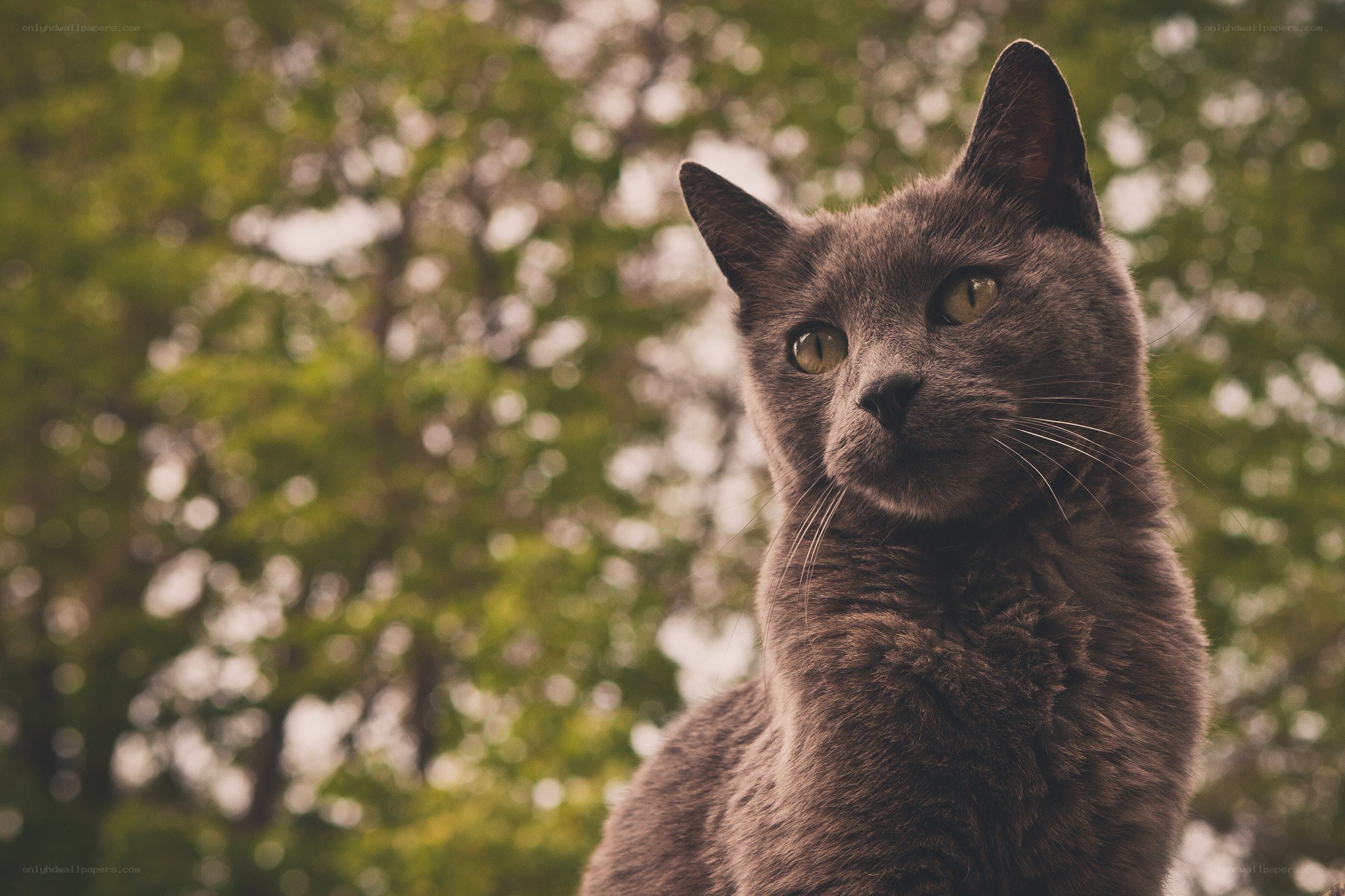 gray cat in a park
