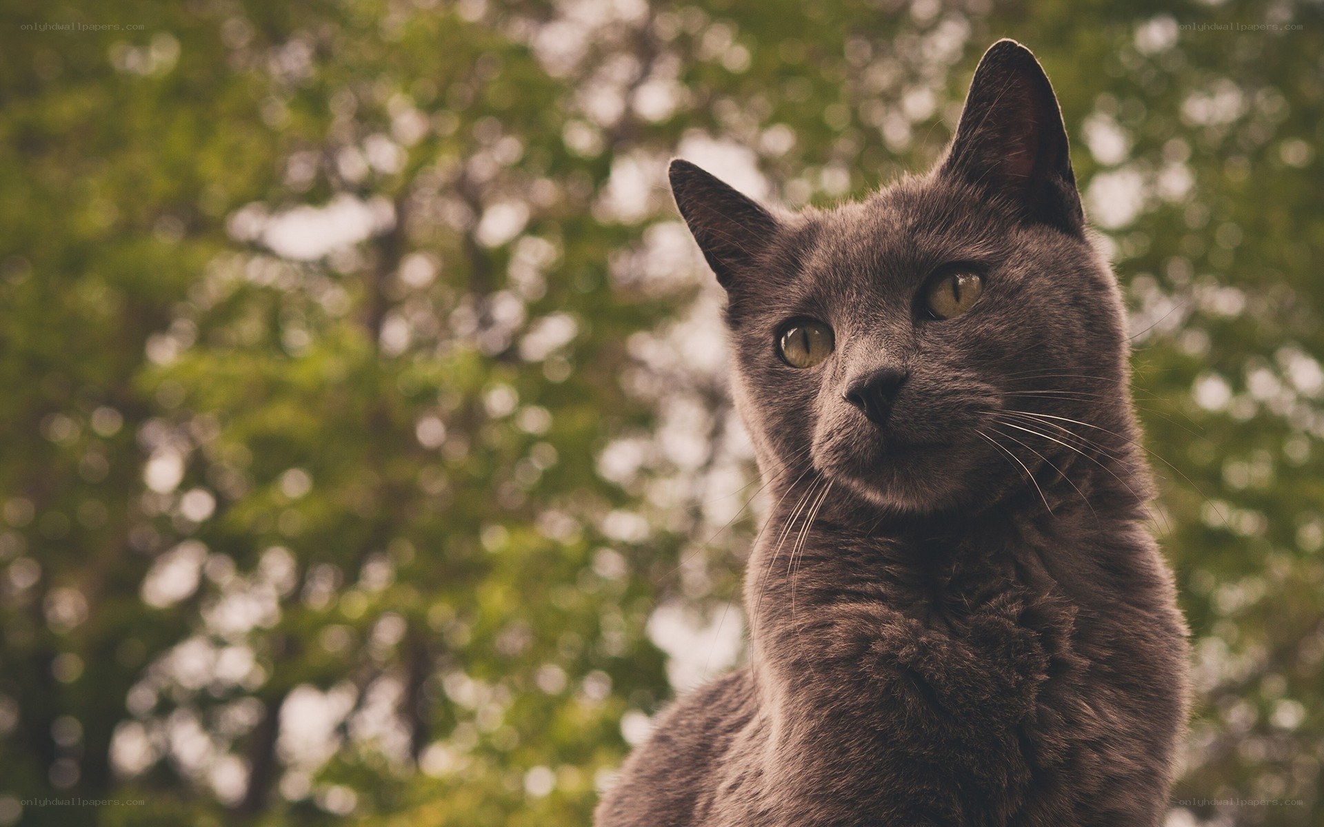 gray cat in a park