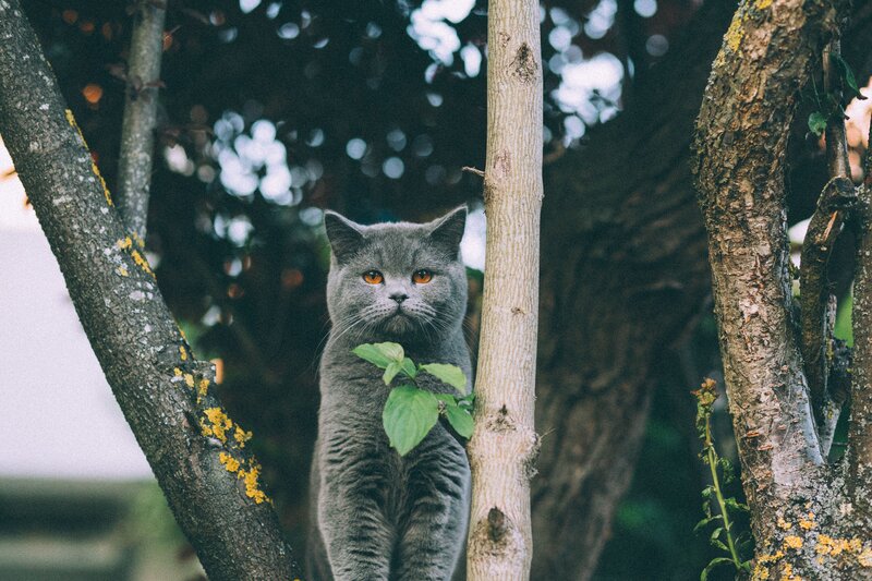 Gray cat in a tree