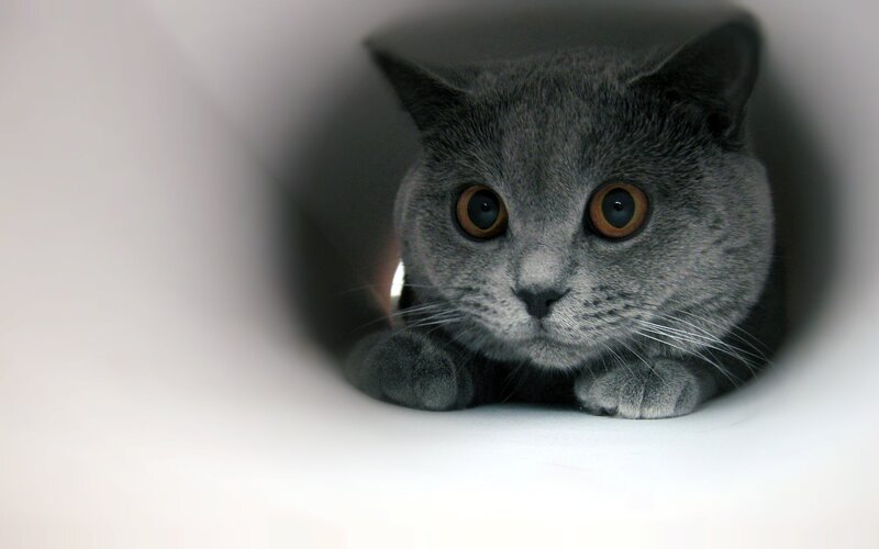 gray cat in a tube