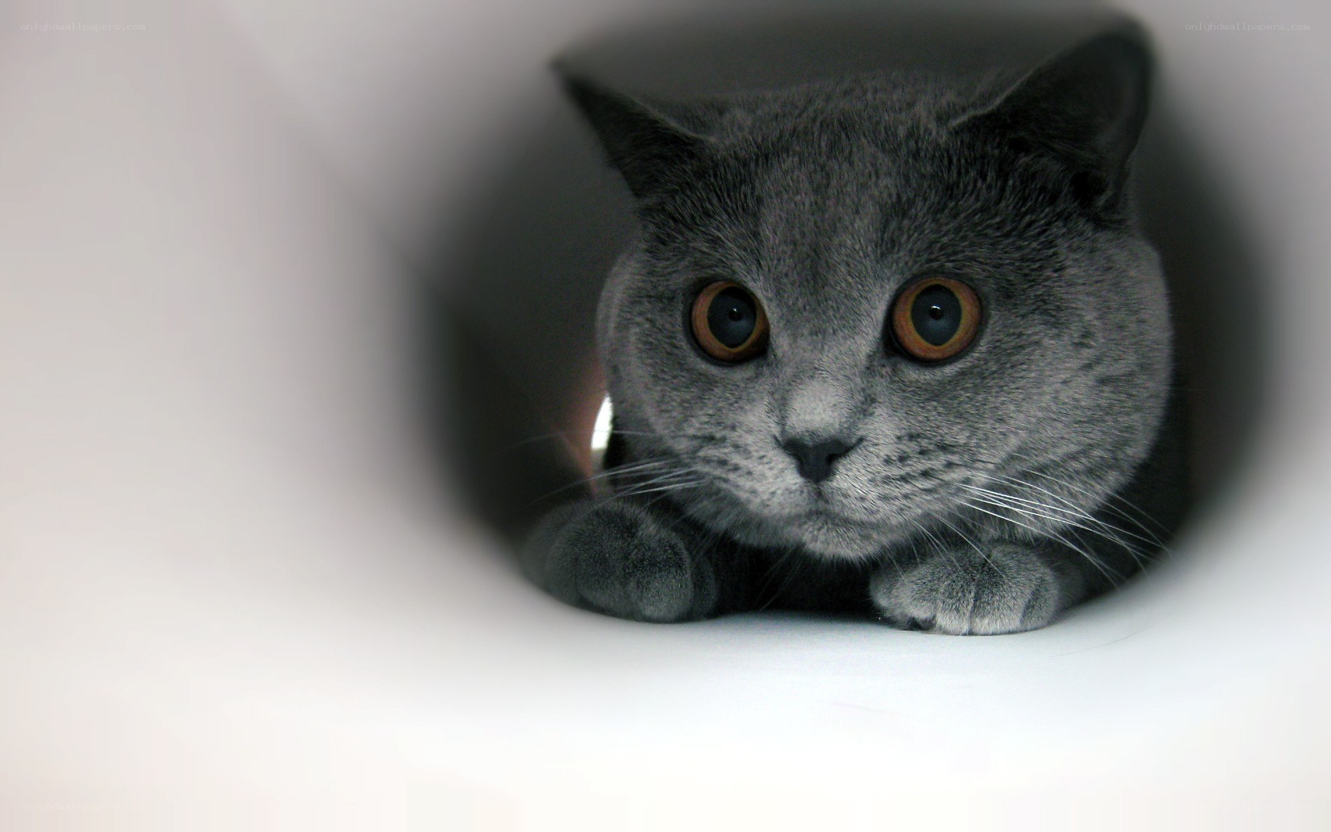 gray cat in a tube