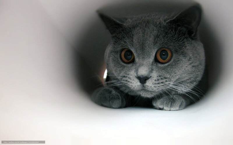 gray cat in a tube
