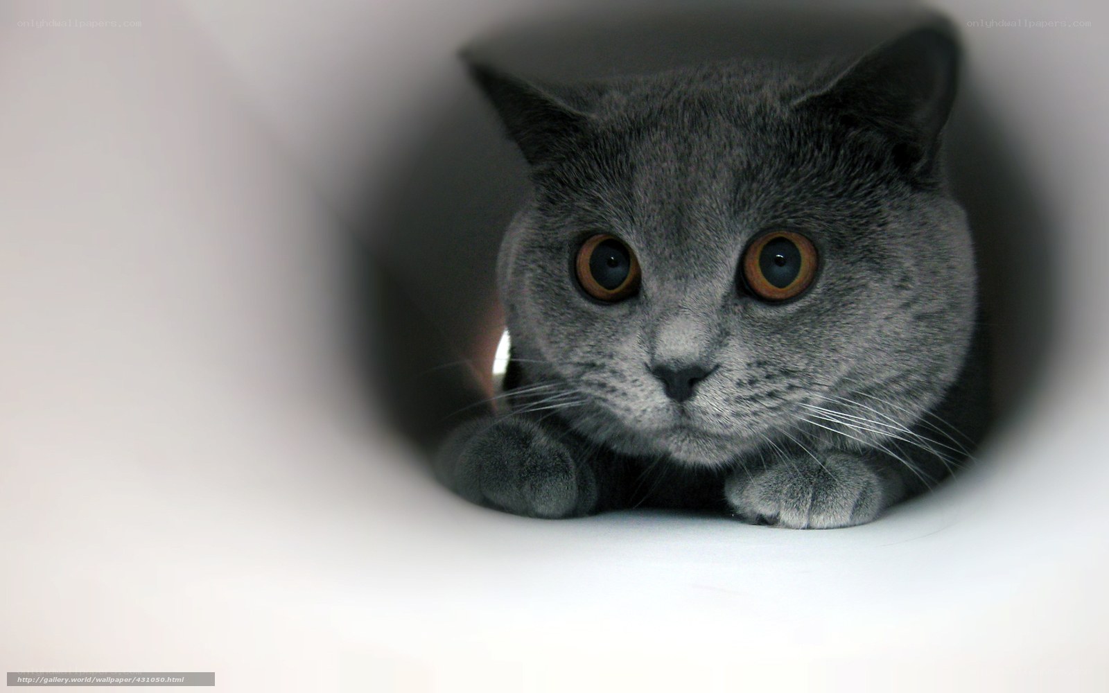 gray cat in a tube