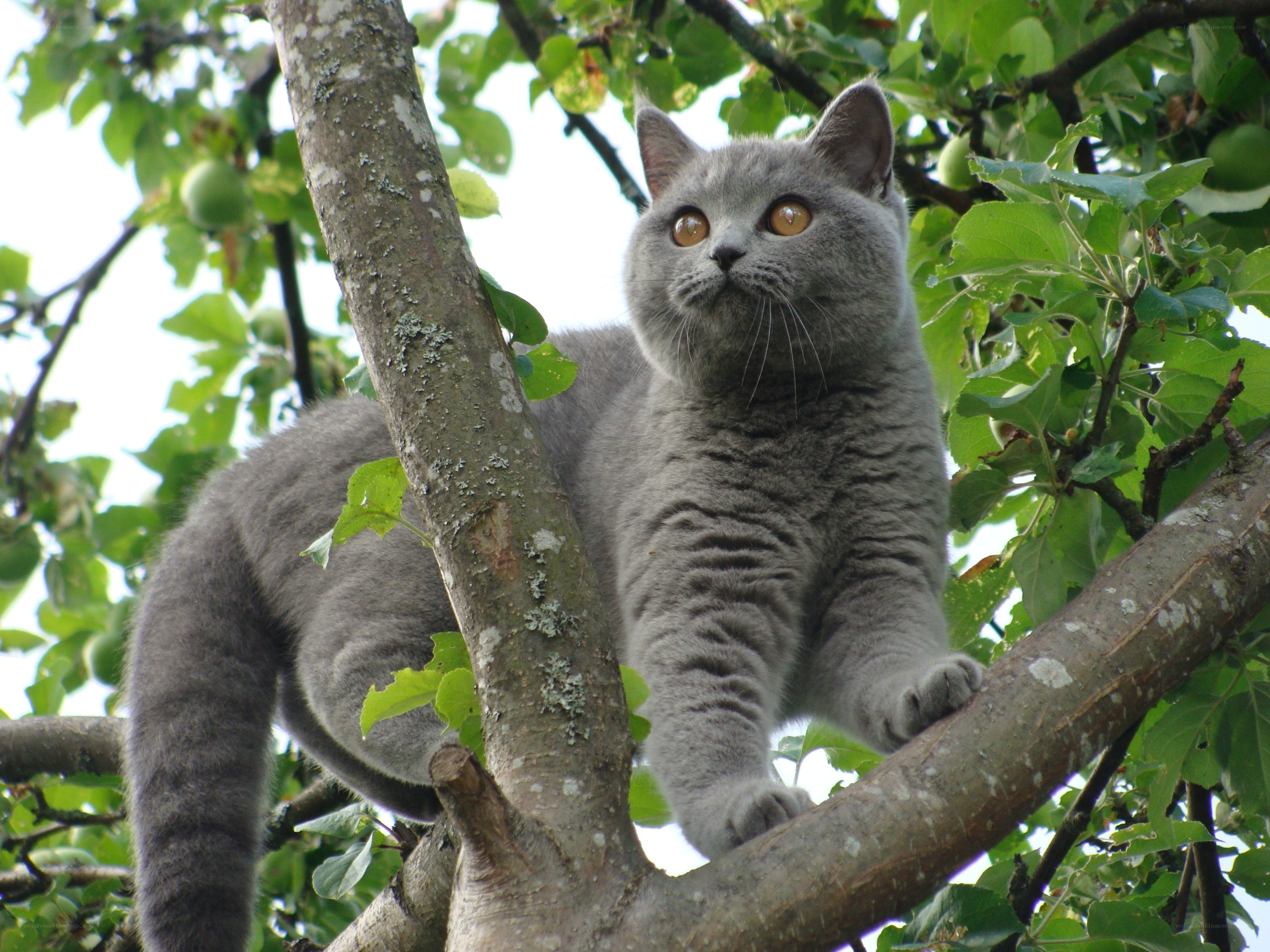 Gray cat in apple tree