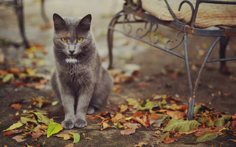 gray cat in autumn leaves