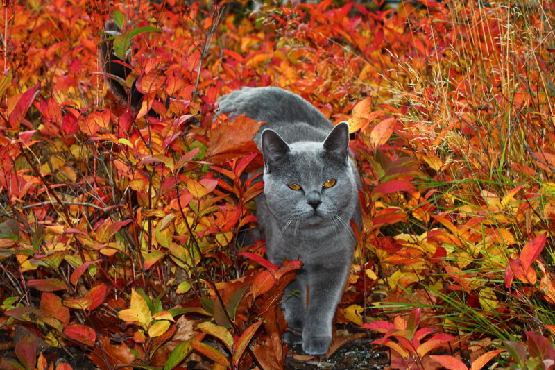 Gray Cat in Autumn Leaves — Red