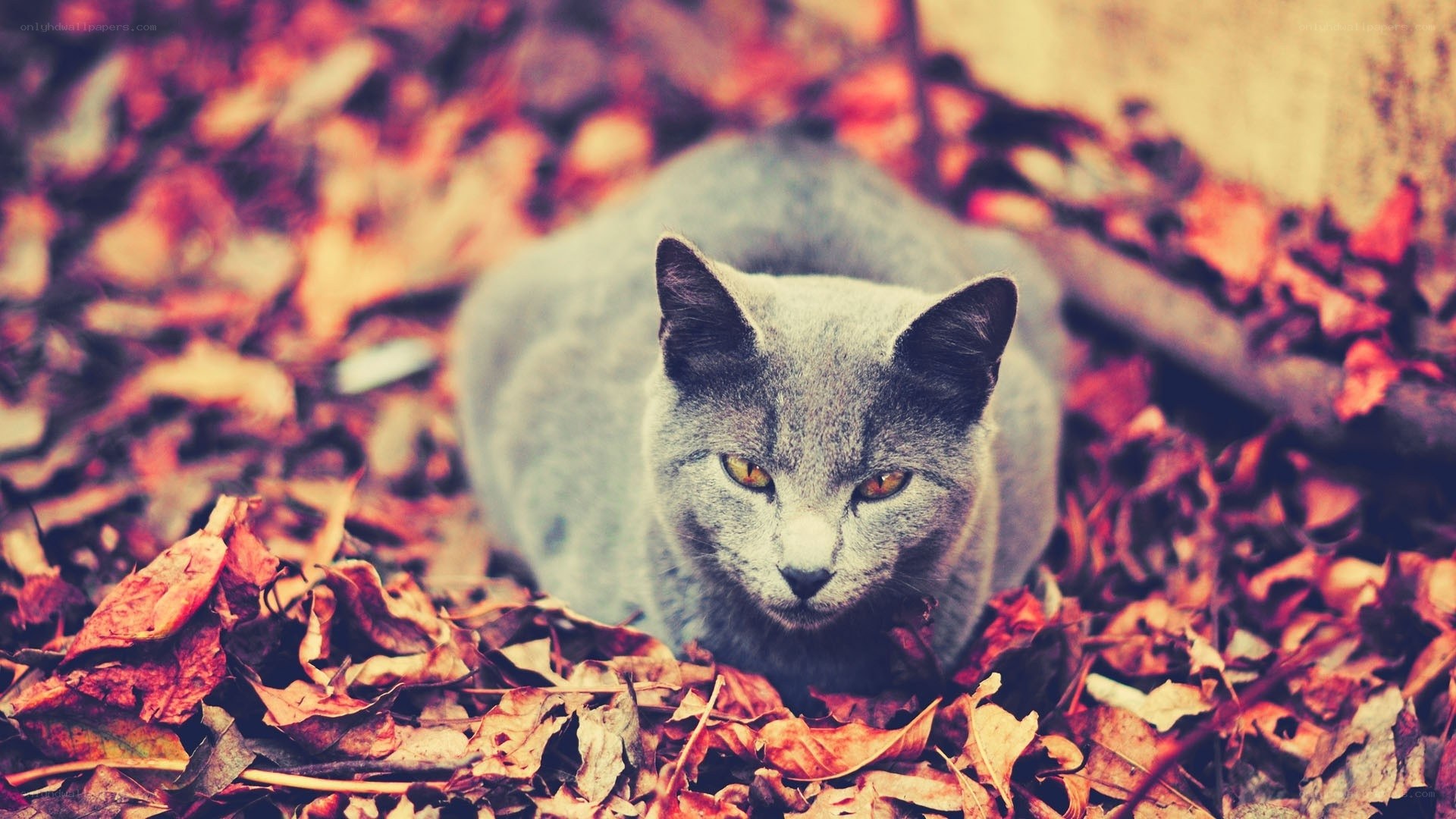 gray cat in autumn leaves