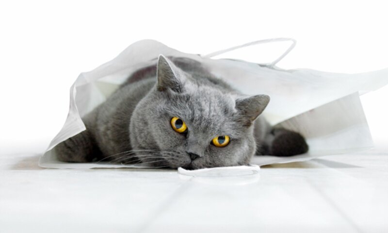 Gray Cat in Bag — Calm, Photograph