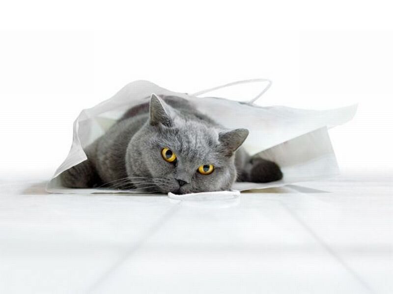 Gray Cat in Bag — Calm